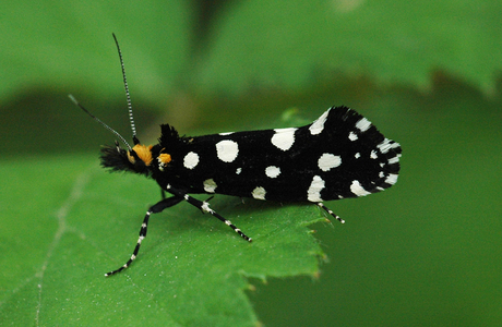 Anthrazitmotte (Euplocamus anthracinalis) - © Leo Kuzmits